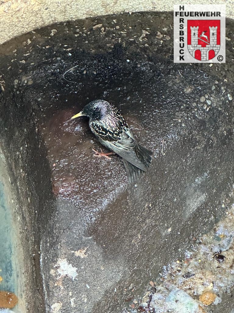 Tierrettung Tierrettung