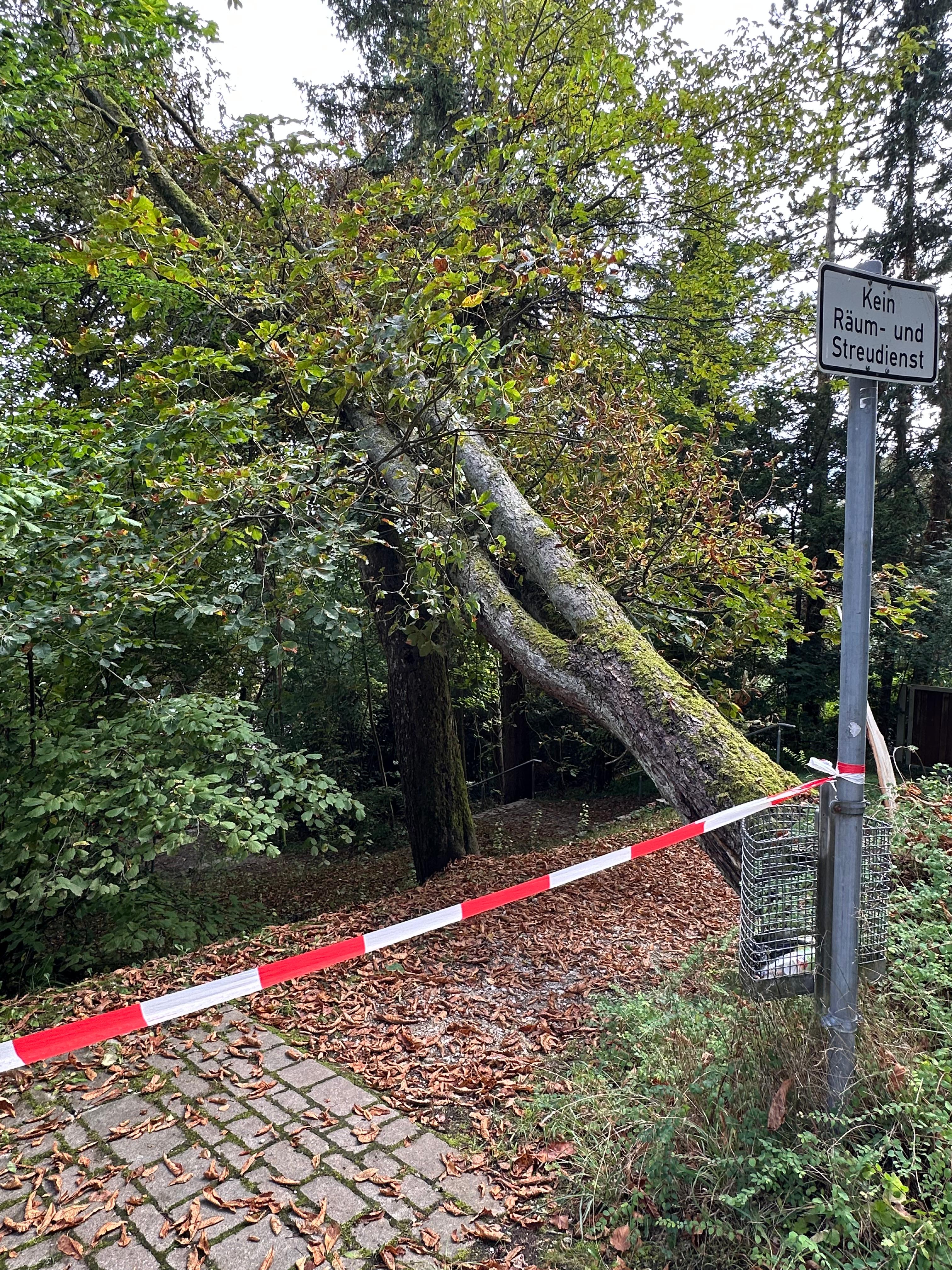Einsatzfoto  THL 1 - klein - Baum auf ...