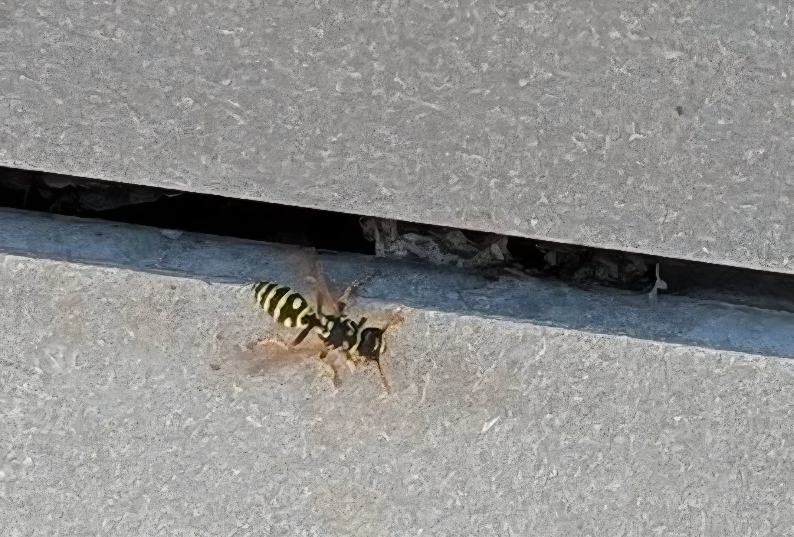 Einsatzfoto THL- klein - Insekten 